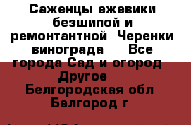 Саженцы ежевики безшипой и ремонтантной. Черенки винограда . - Все города Сад и огород » Другое   . Белгородская обл.,Белгород г.